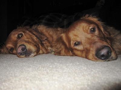Resting up with Josie