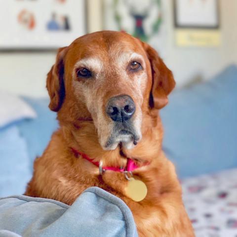 Just chillin' after a short walk with my foster mom.