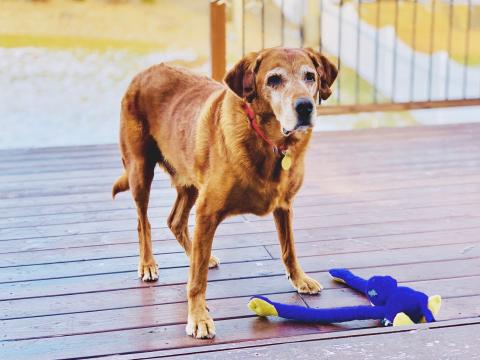 Deck the yard with treats and plush toys!