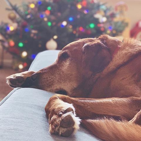 When you are deeply troubled, there are things you get from the silent devoted companionship of a dog that you can get from no other source.