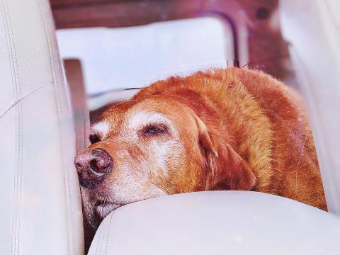 I love car rides. Car rides makes me so happy and calm!