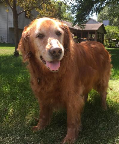 Buddy 13-239