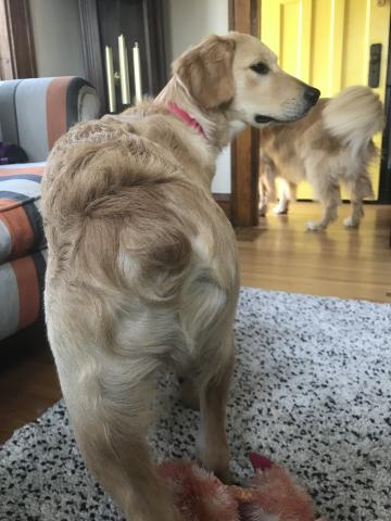 I have the cutest little tail.