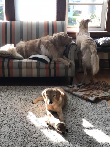 A little sunshine is even better.
