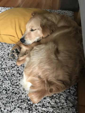 There are too many comfy spots in this foster home.