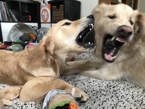 Playing bitey face with my foster brother.