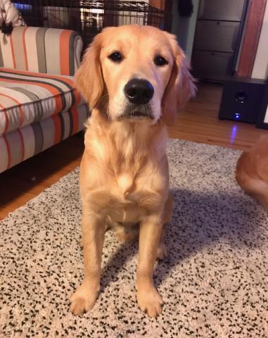 Is this a good sit?