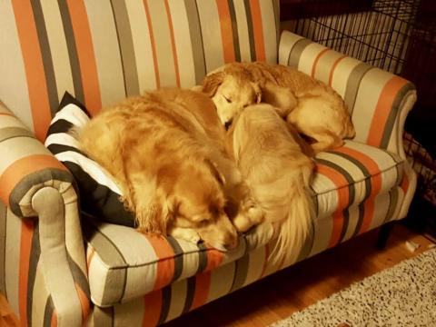 I need another large, confident dog for comfort and guidance.