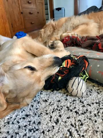 Playing with an appropriate toy.
