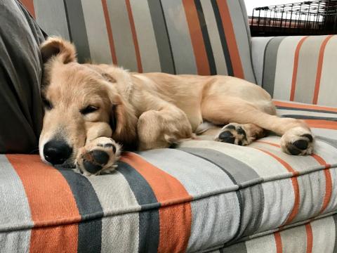 A tired puppy is a good puppy.