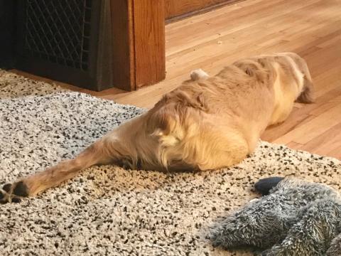 They just can't get over how cute my little stub of a tail is.