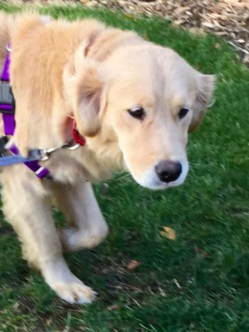 Two days after her arrival, Comy is settling in - loves being outside.