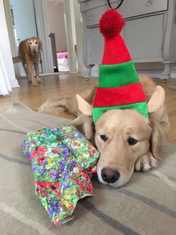 I know there are treats in here because I already peeked!