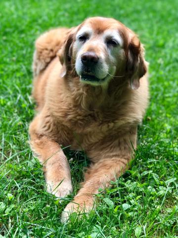 Daisy 07-702