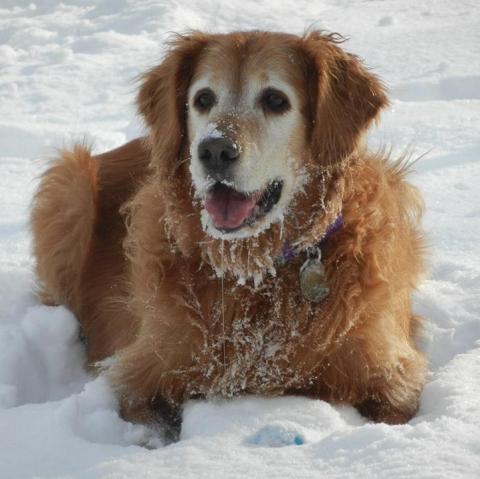 Daisy 13-240
