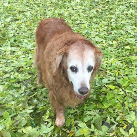 Daisy 13-240
