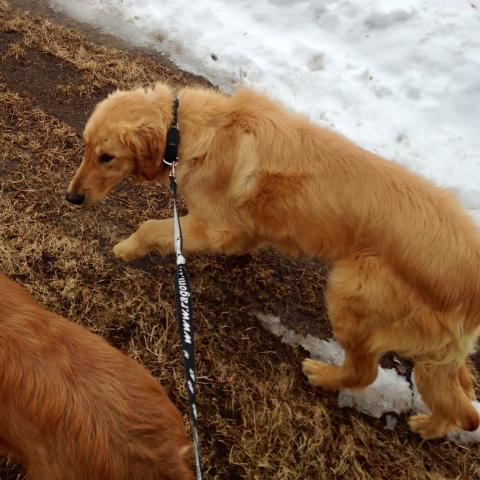 Denver's first walk on a leash