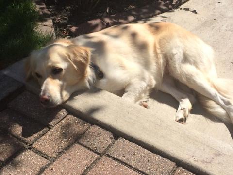 Eloise sunbathing while keeping an eye out for chipmunks and squirrels. Eloise sunbathing while keeping an eye out for chipmunks and squirrels.