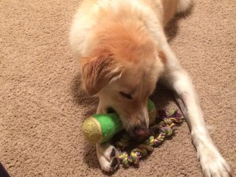 The squeakier the toy, the better, according to Eloise! The squeakier the toy, the better, according to Eloise!