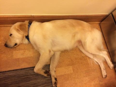 The only thing better than a long walk is the nap that follows. The only thing better than a long walk is the nap that follows.