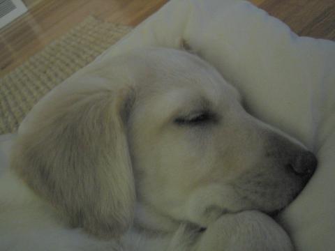 She was always the cutest puppy.