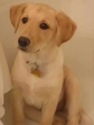 Esther 06-520