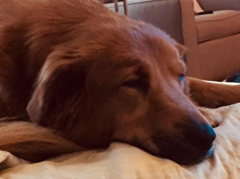 Napping feels so good!