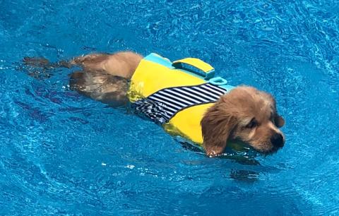Grace swimming with her new family