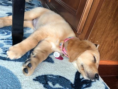 A tired puppy is a good puppy