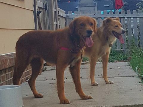 Heidi and her new sister, Zoey (formerly Rosie)