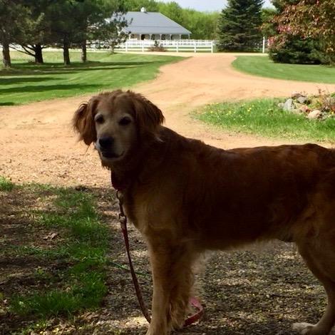 Holly on a walk