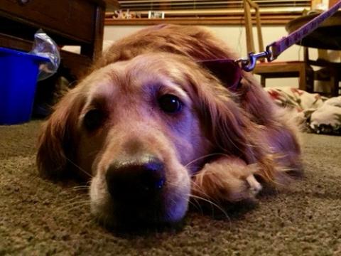Holly relaxing in the house