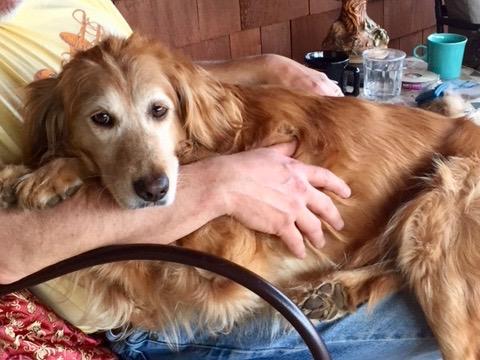 Holly getting comfortable with a human