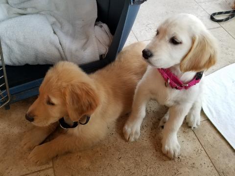 Two rescue pups (Hope is on the right) just waiting for something exciting... like food