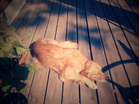 This is Amelia the day after arriving from Turkey. She was underweight, exhausted and suffering from a skin infection.