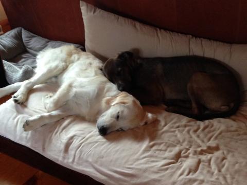 I love snuggling with Greta or Tiggy the cat to take a nap.