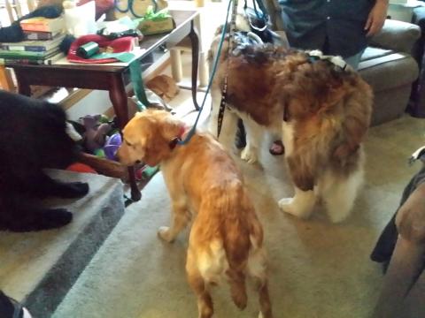 Meet-and-greet of foster siblings