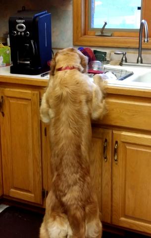 What a good helper!