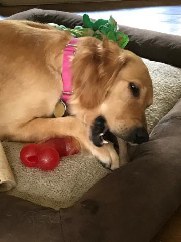 Jenna chewing on Nylabone