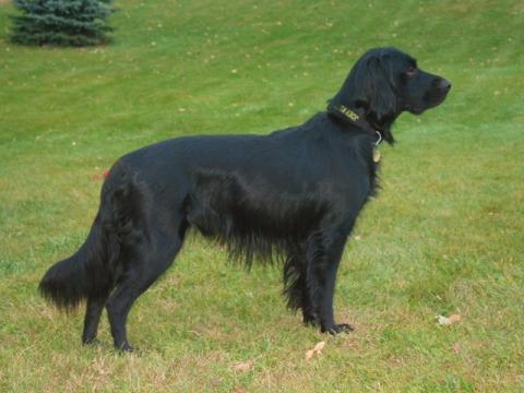 Joey 08-251