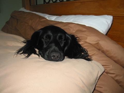 Joey 08-251