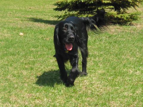 Joey 08-251