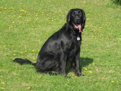 Joey 08-251
