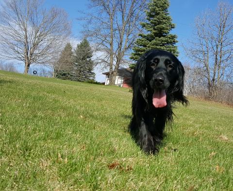 Joey 08-251