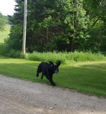 Joey 08-251
