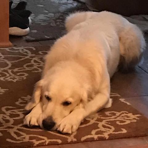 Resting up for more adventures.