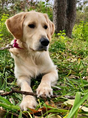 I like to chew things.