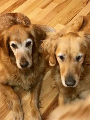 Lily and LuLu need to be adopted together.