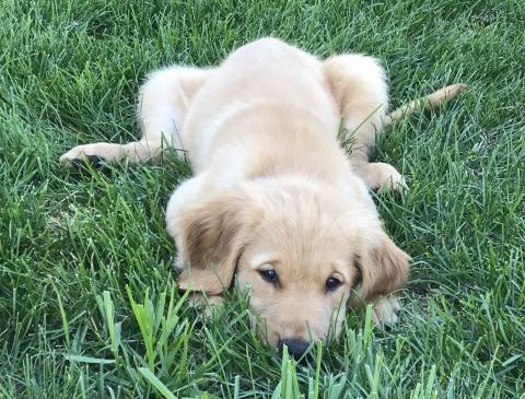 Charlie (Mason 18-141)