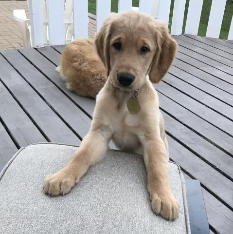 Charlie (Mason 18-141)